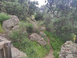 Flora del Cerro Masatrigo